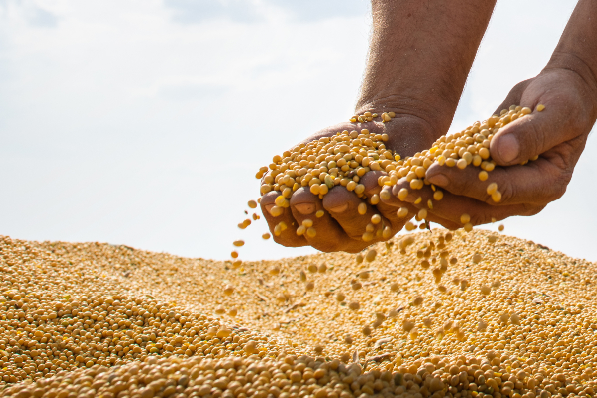Como funciona a classificação de soja no Brasil?