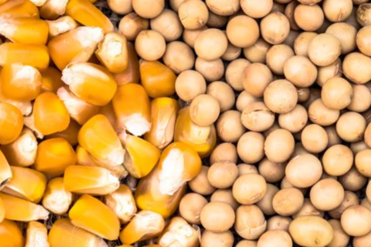 Soja tem 42% da área colhida e milho 2ª safra 65% semeada